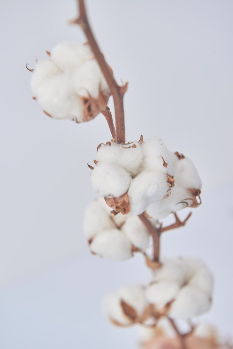 100% Pure Organic Cotton  – How to choose a certification standard?