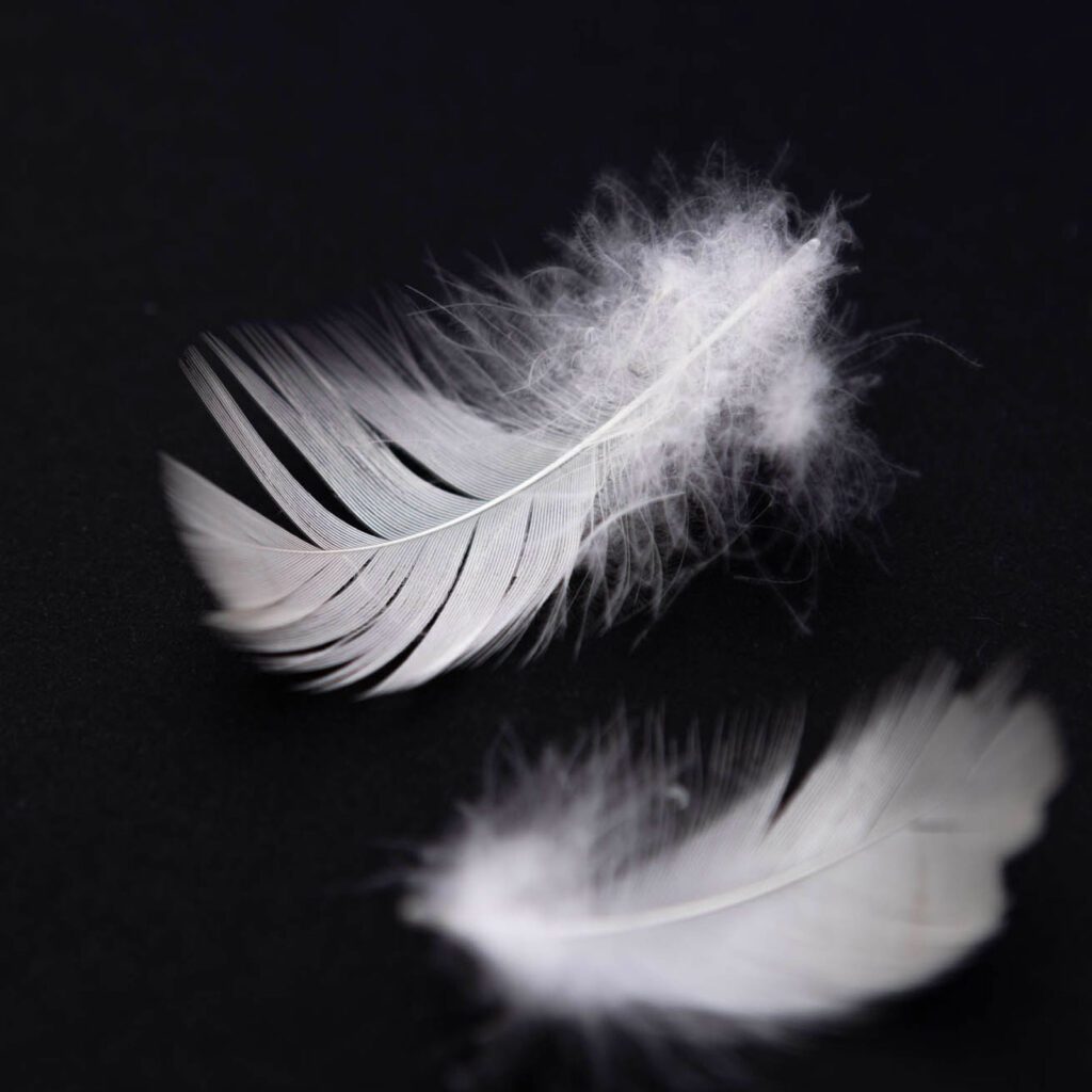 duvet-feathers-3